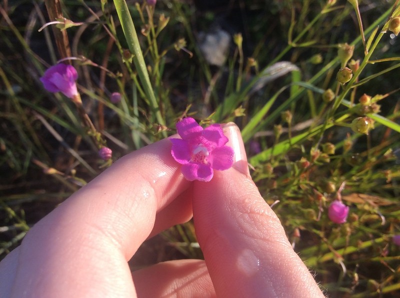 Sandplain False Foxglove photo 3