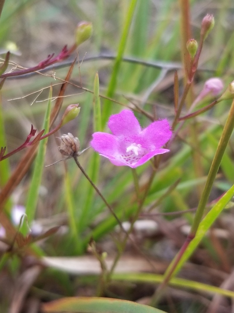 Sandplain False Foxglove photo 4