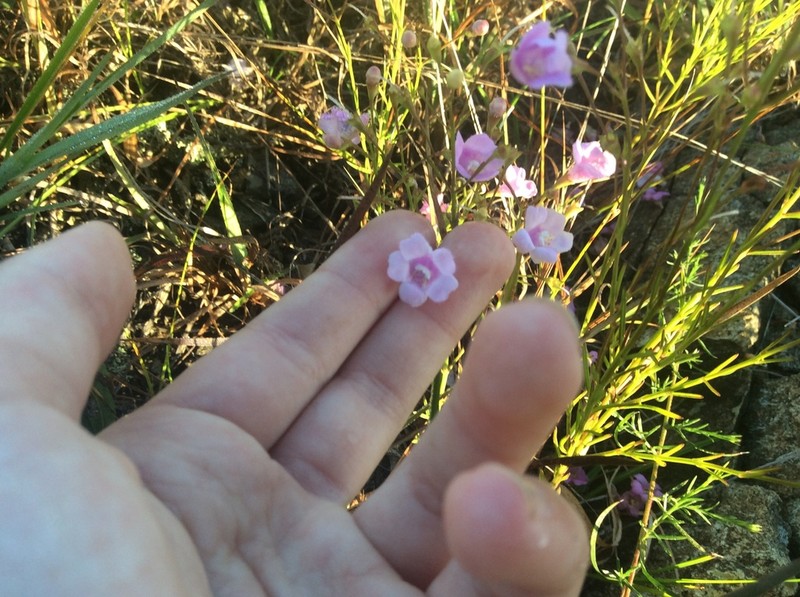 Sandplain False Foxglove photo 5
