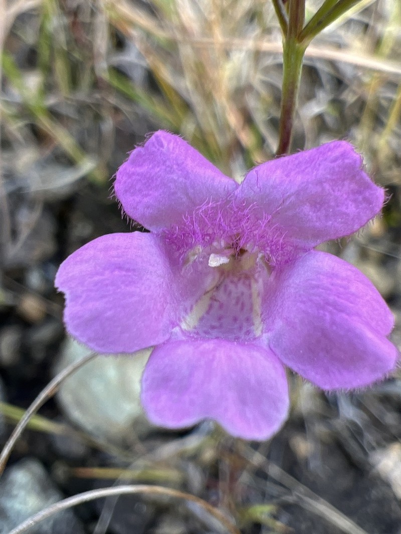 Sandplain False Foxglove photo 6