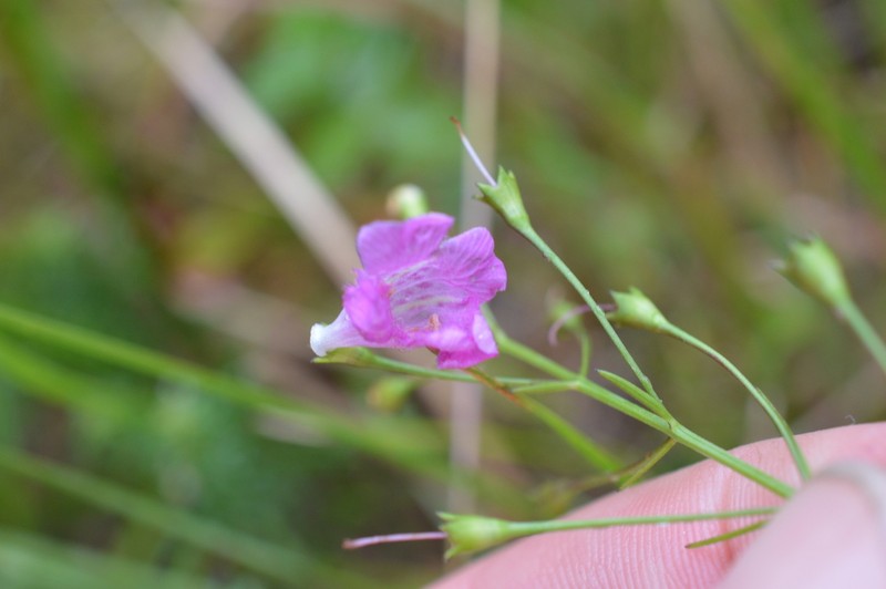 Sandplain False Foxglove photo 7