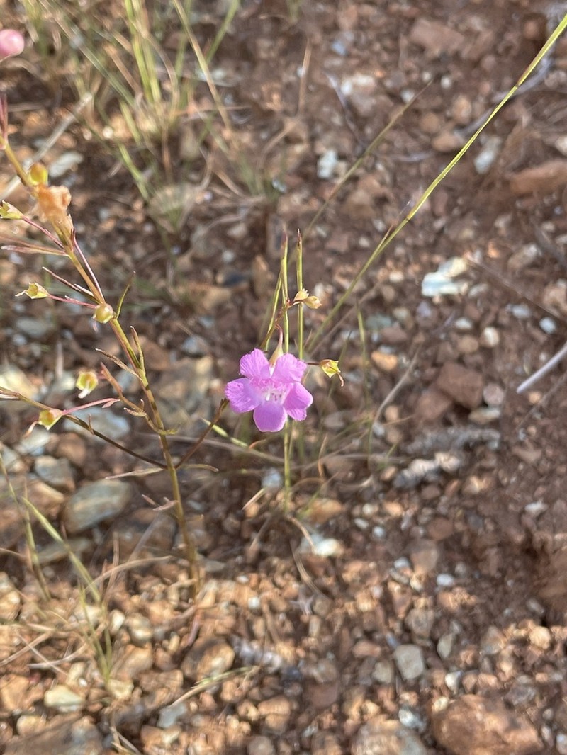 Sandplain False Foxglove photo 8