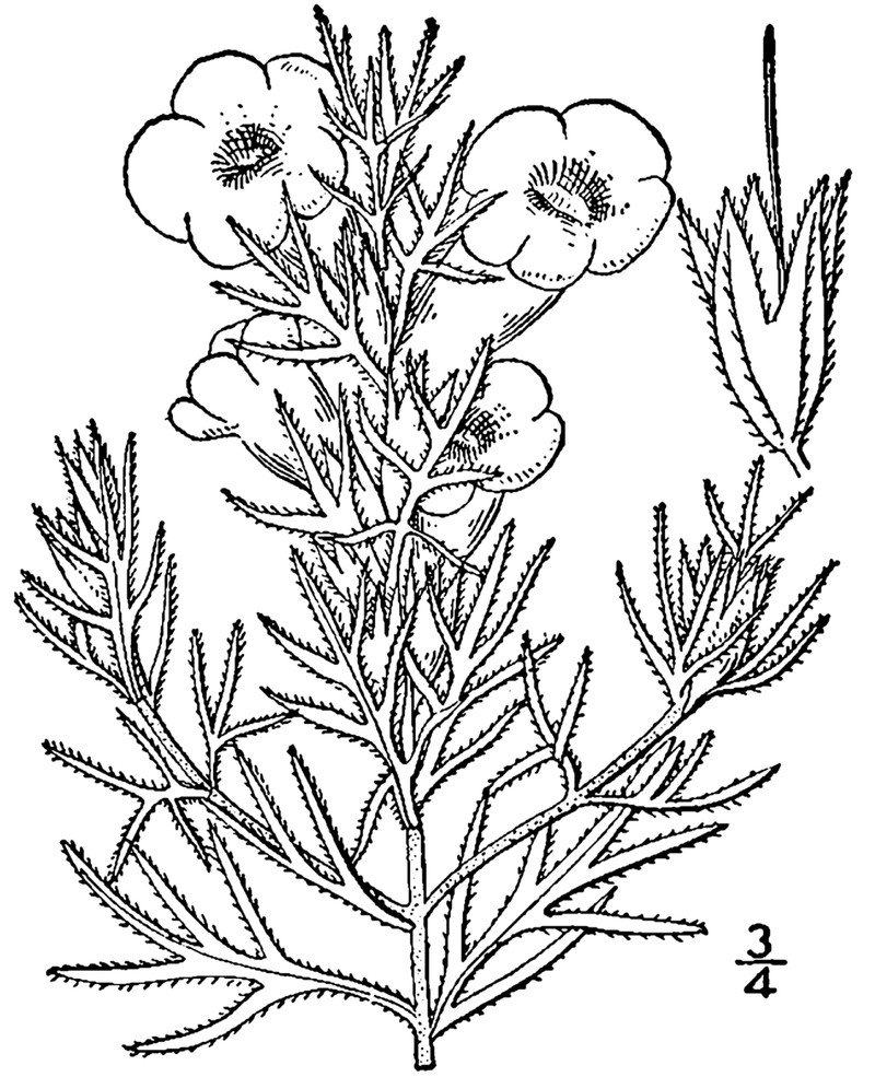 Osage False Foxglove