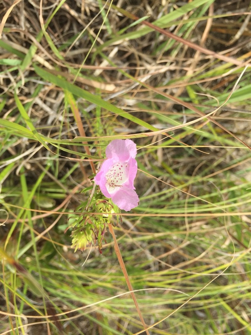 Osage False Foxglove