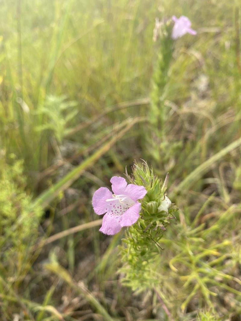 Osage False Foxglove photo 2