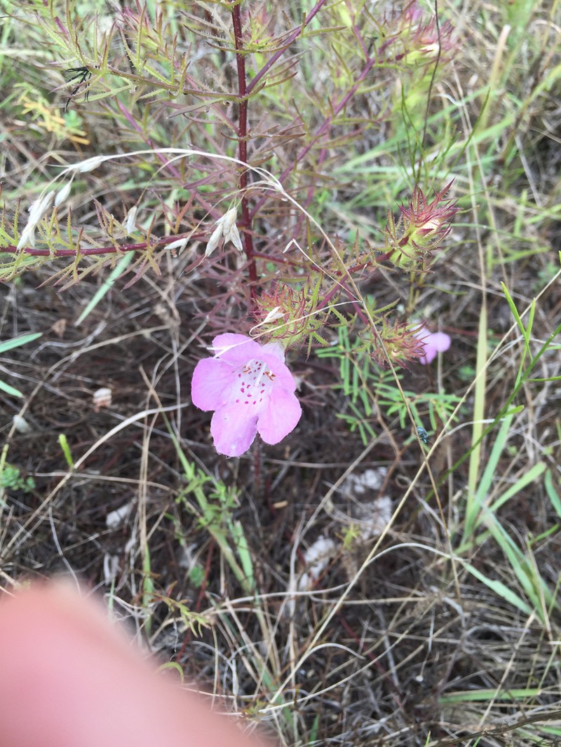 Osage False Foxglove photo 3