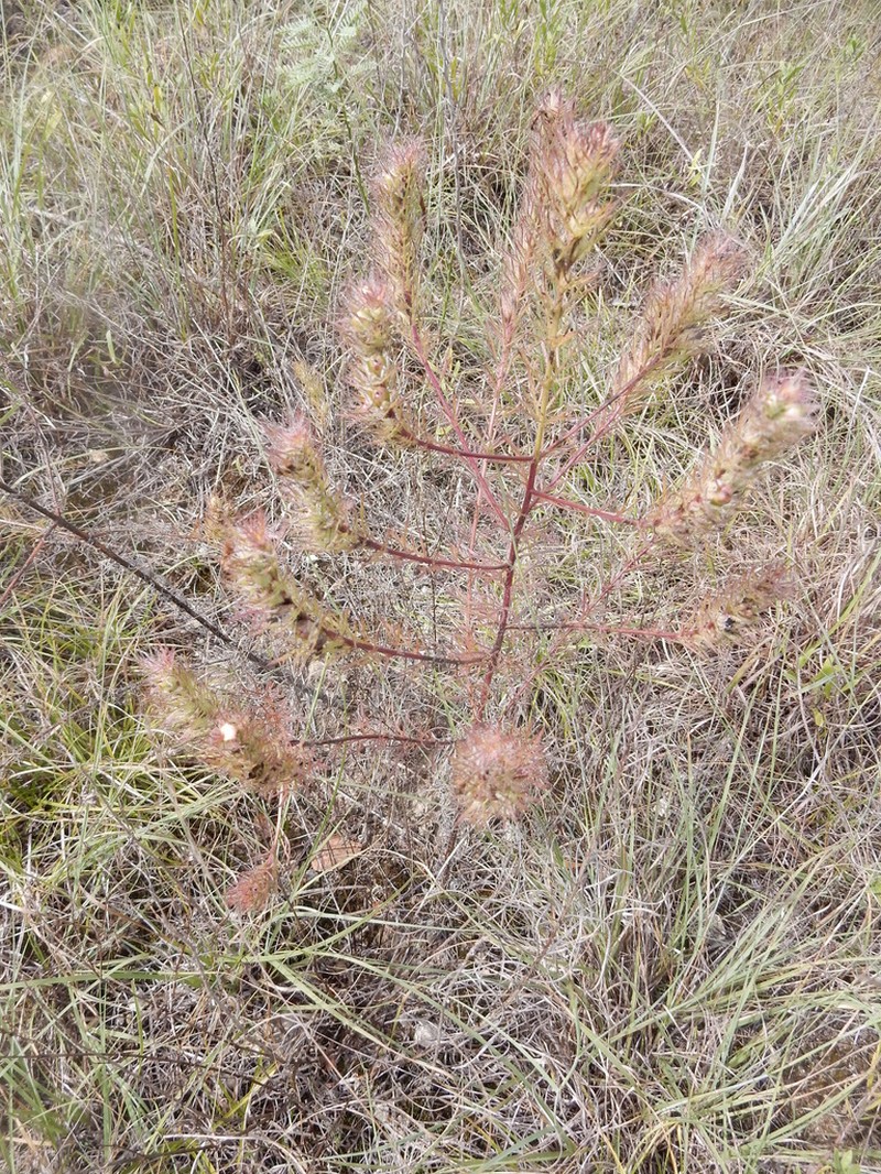 Osage False Foxglove photo 4