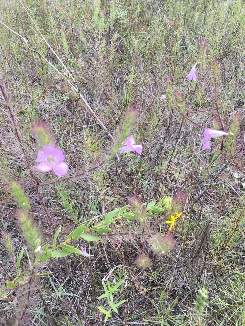 Osage False Foxglove photo 5