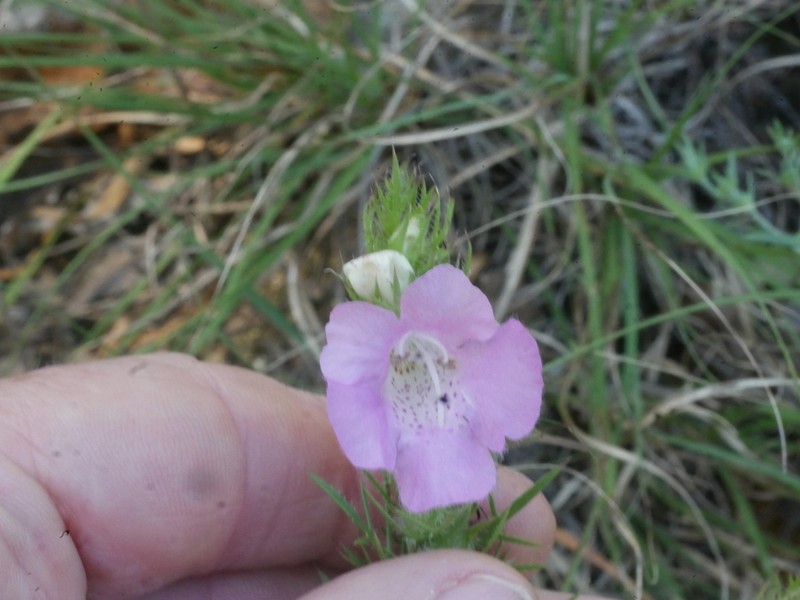Osage False Foxglove photo 6