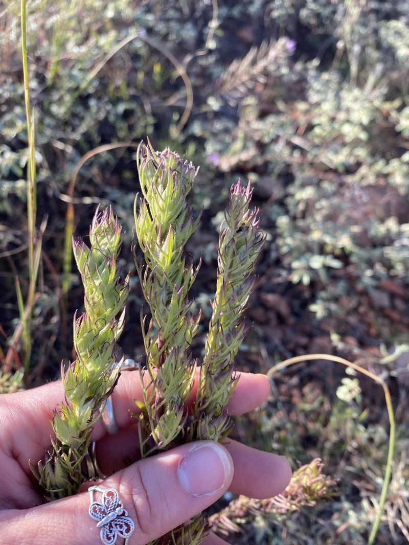 Osage False Foxglove photo 7
