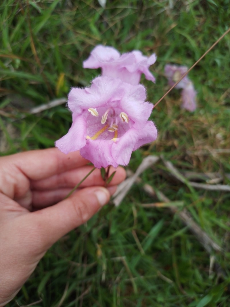 Agalinis digitalis