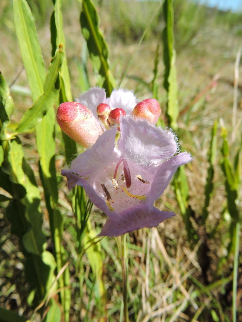 Agalinis digitalis photo 2