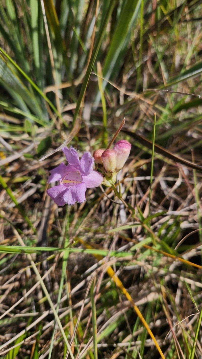 Agalinis digitalis photo 4