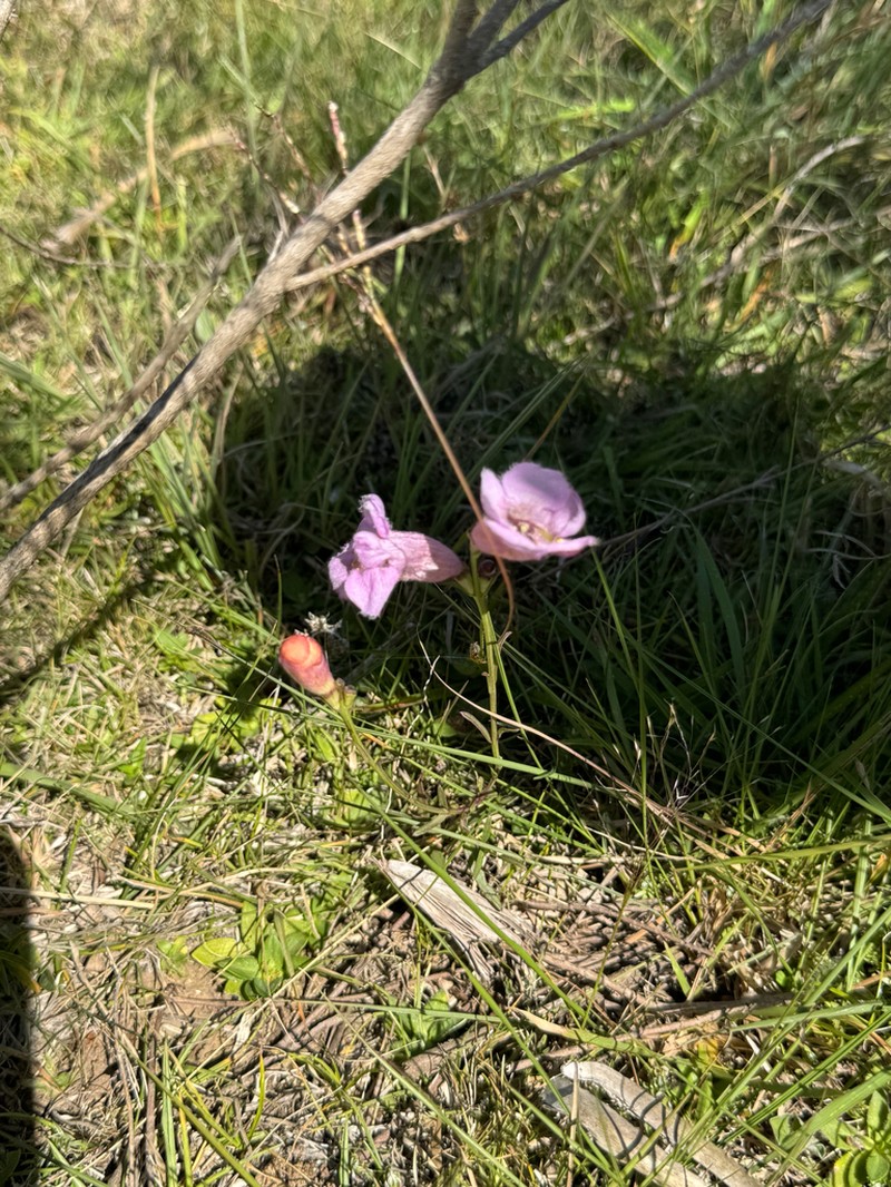 Agalinis digitalis photo 6