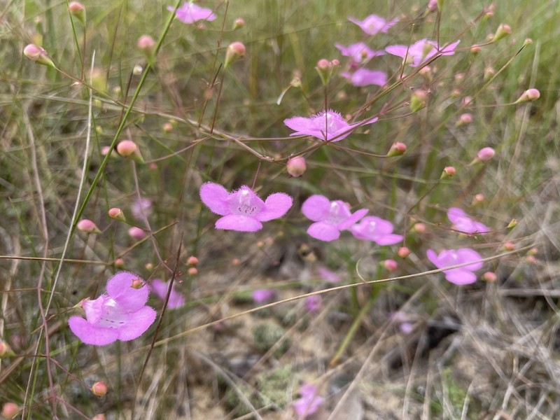 Pineland False Foxglove