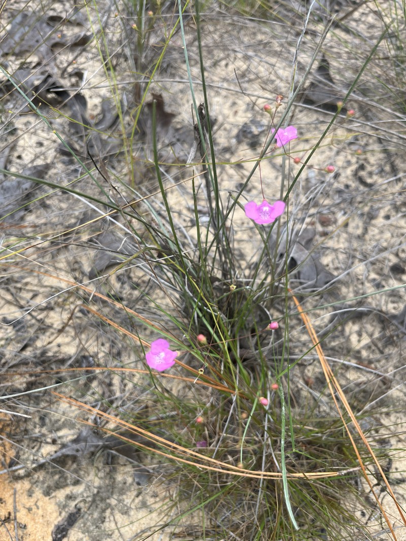 Pineland False Foxglove photo 2