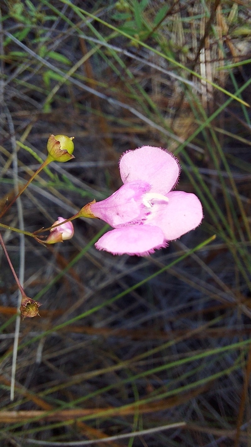 Pineland False Foxglove photo 3