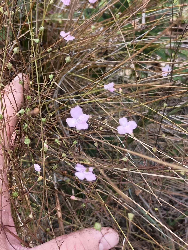 Pineland False Foxglove photo 4