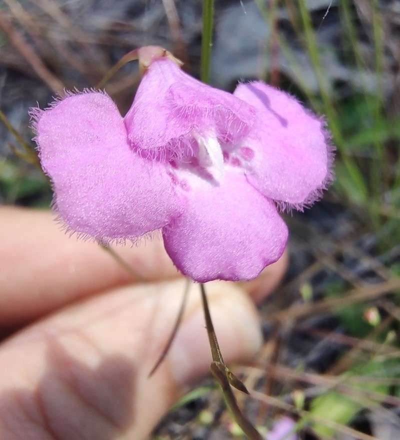 Pineland False Foxglove photo 5