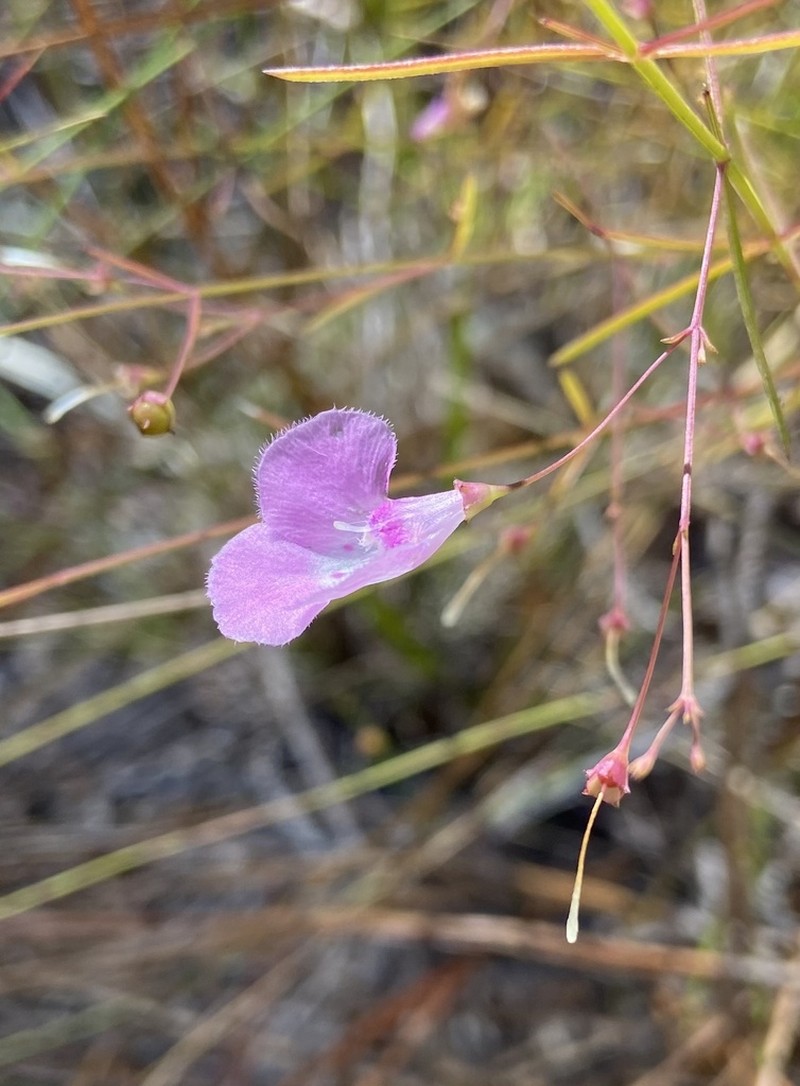 Pineland False Foxglove photo 6