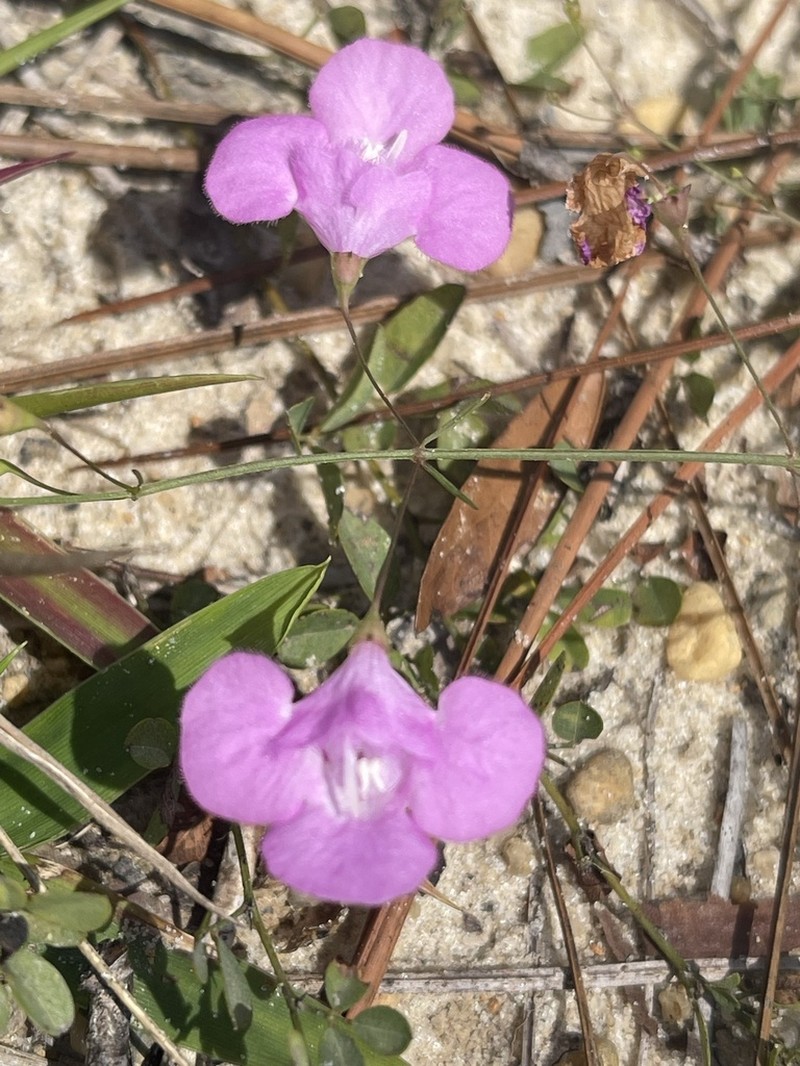 Pineland False Foxglove photo 7
