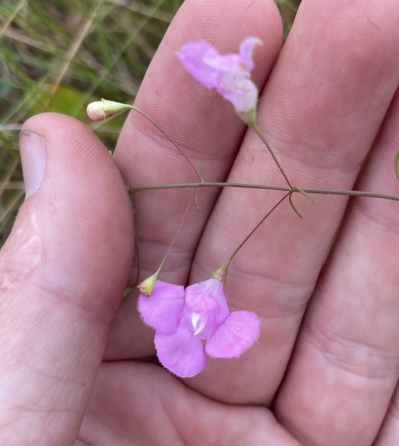 Pineland False Foxglove photo 8