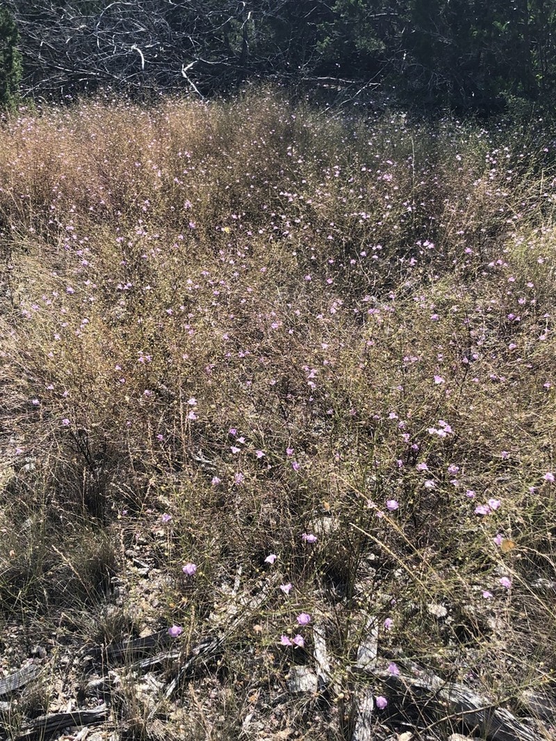 Plateau False Foxglove photo 3