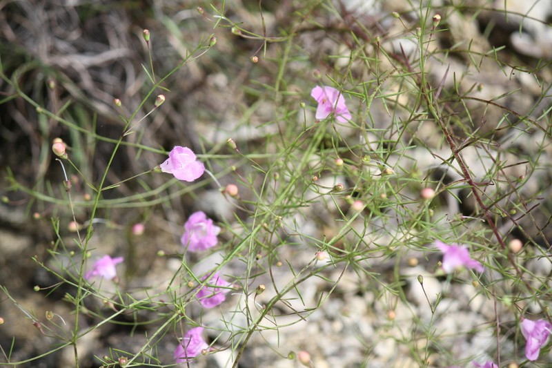 Plateau False Foxglove photo 4
