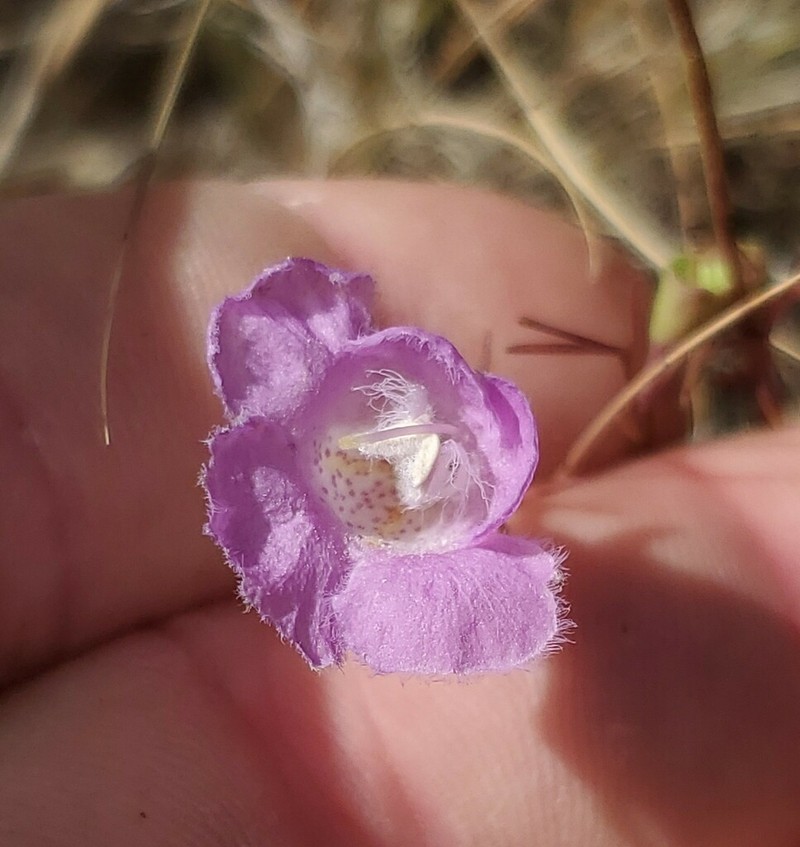 Plateau False Foxglove photo 5