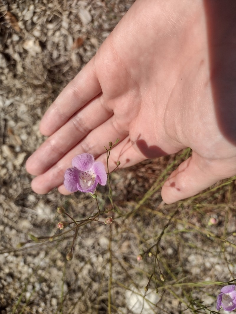 Plateau False Foxglove photo 6