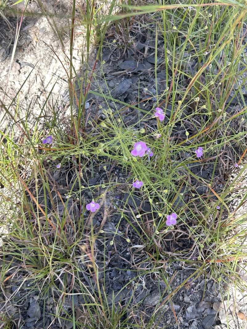 Plateau False Foxglove photo 7