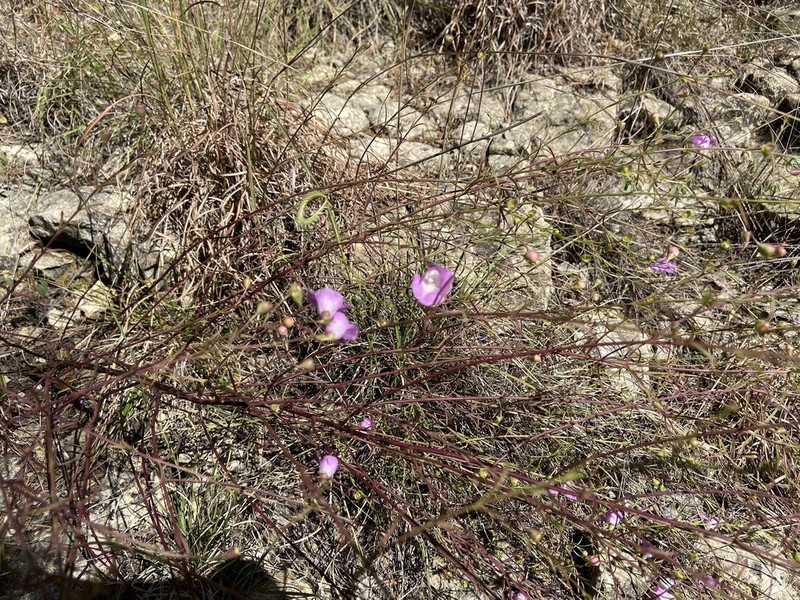 Plateau False Foxglove photo 8