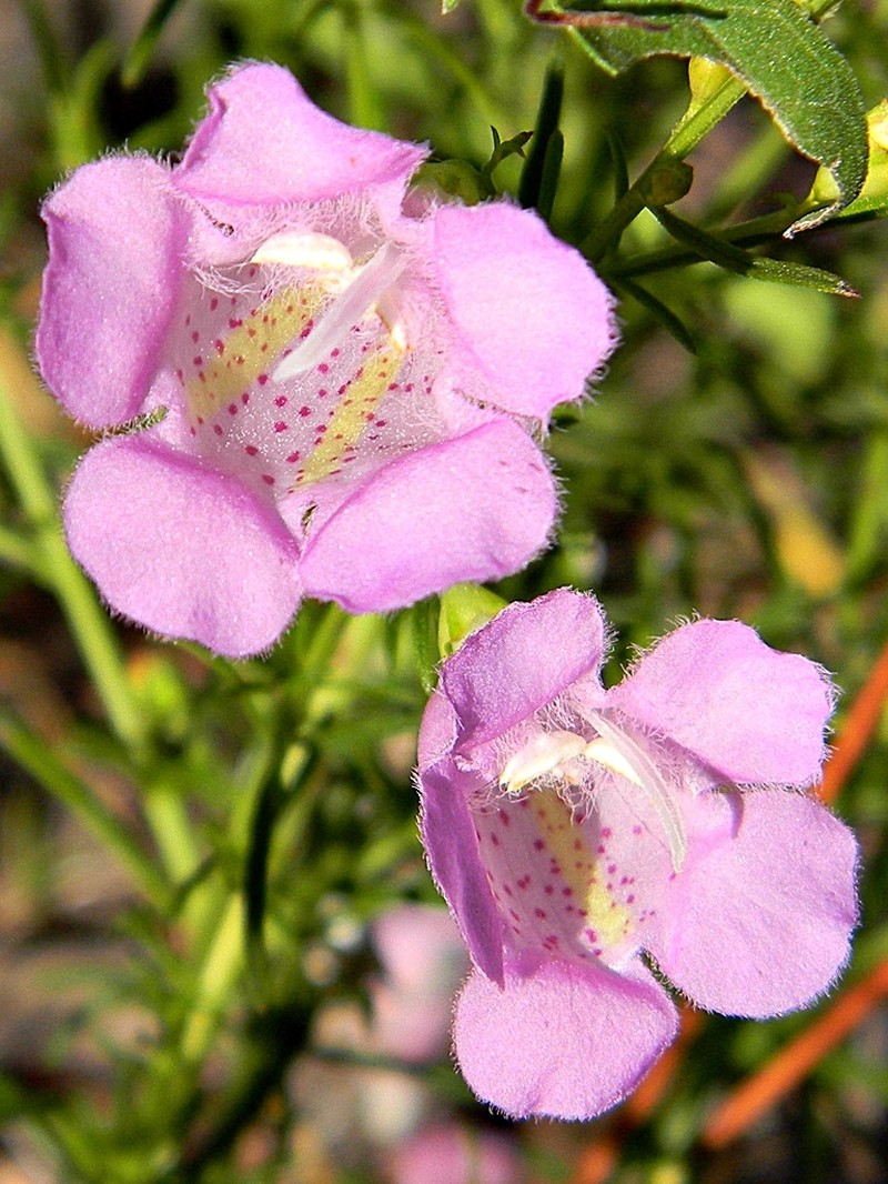 Beach False Foxglove