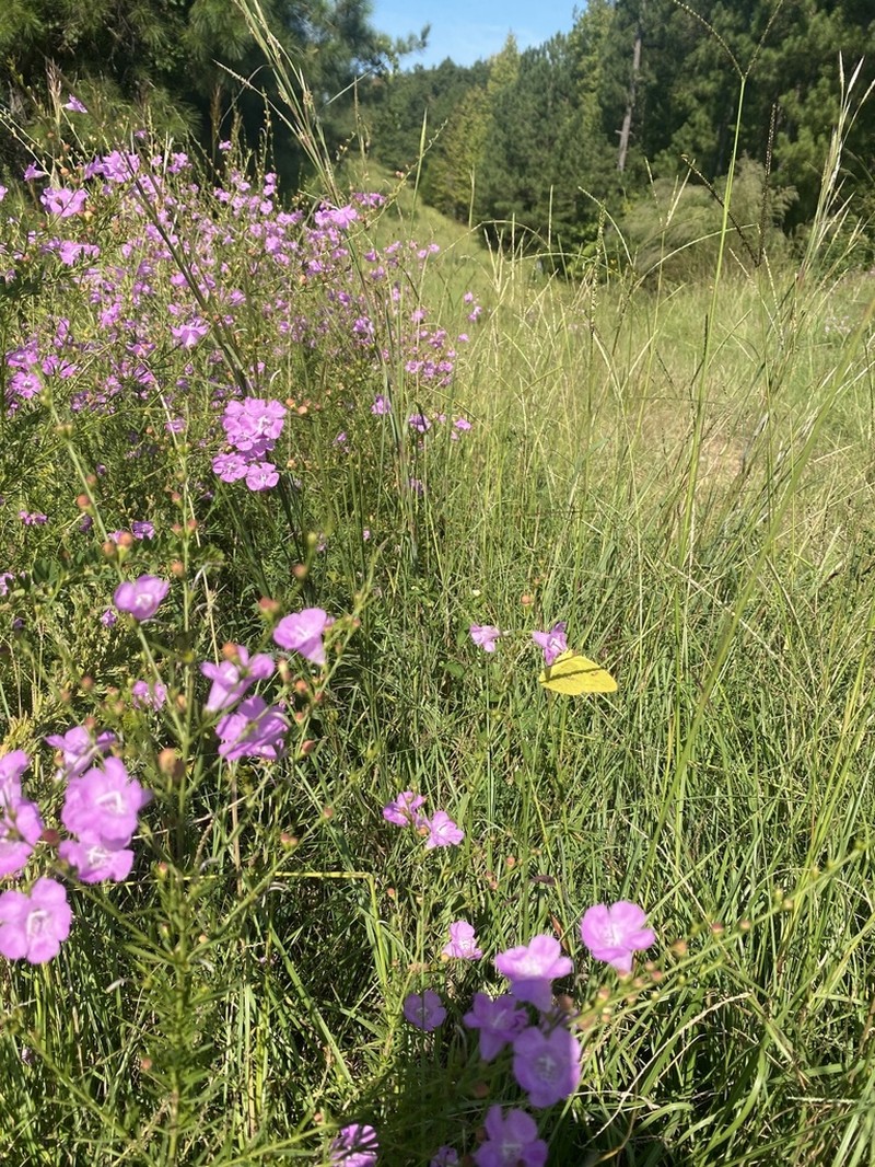 Beach False Foxglove photo 3