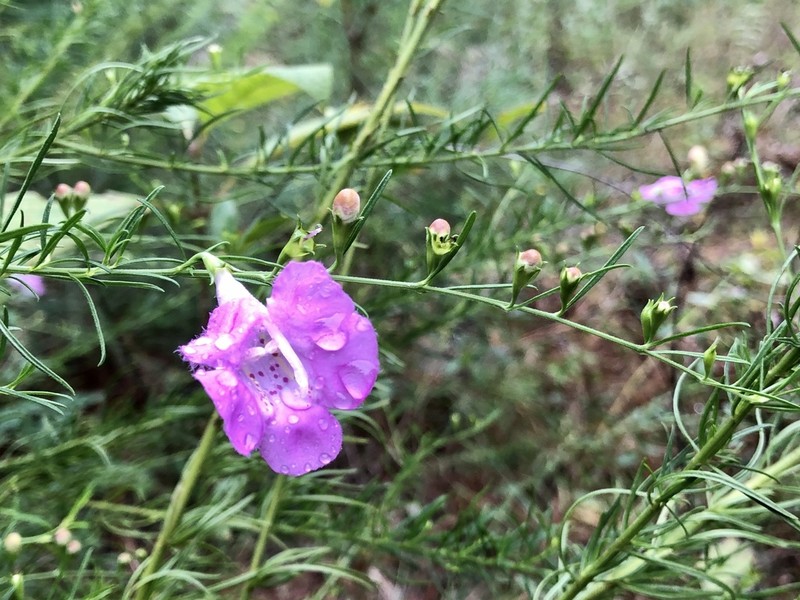 Beach False Foxglove photo 4