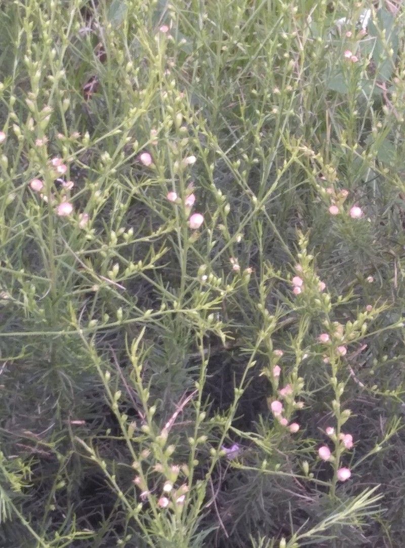 Beach False Foxglove photo 5