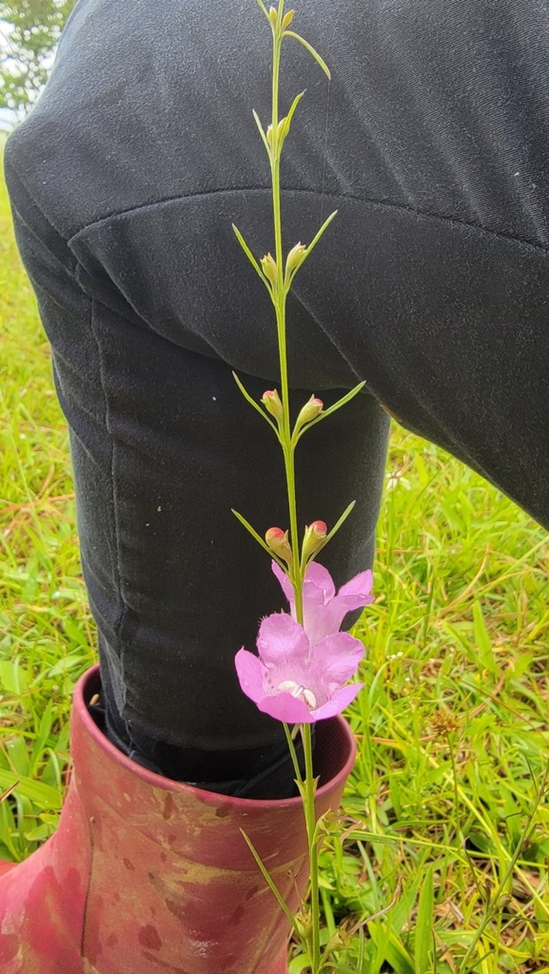 Beach False Foxglove photo 6