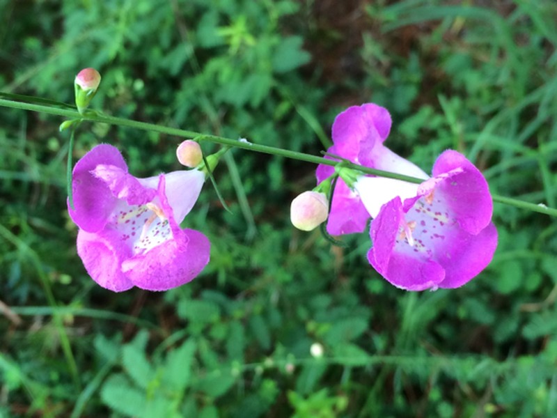 Beach False Foxglove photo 7