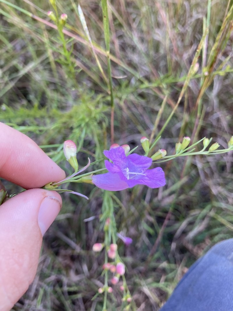 Beach False Foxglove photo 8