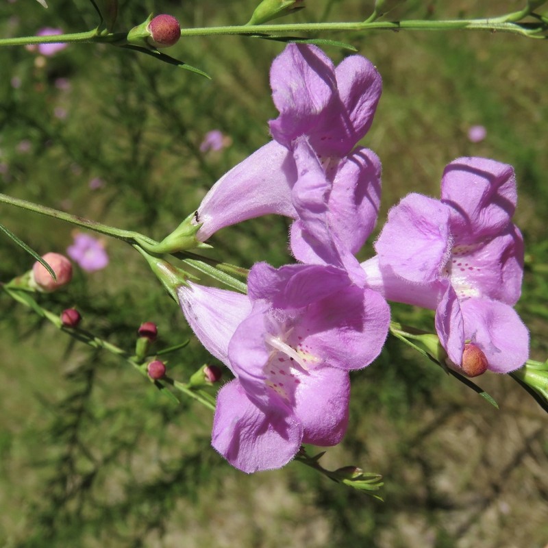 Beach False Foxglove photo 9