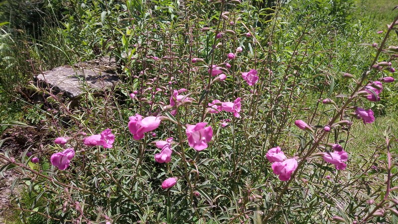 Agalinis fiebrigii