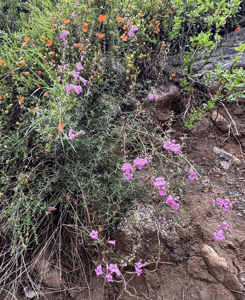Agalinis fiebrigii photo 3