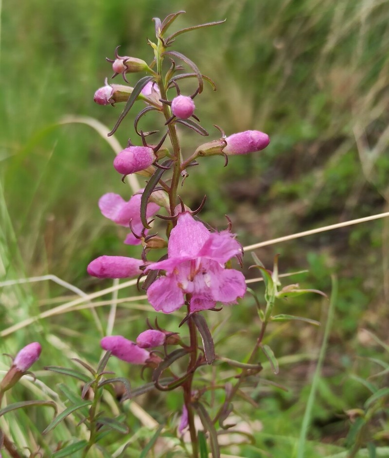 Agalinis fiebrigii photo 4