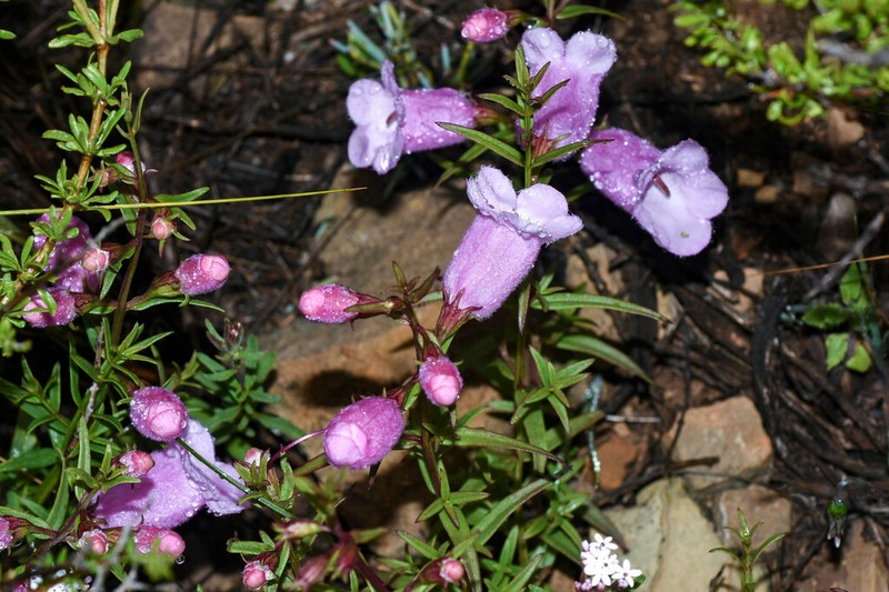 Agalinis fiebrigii photo 5