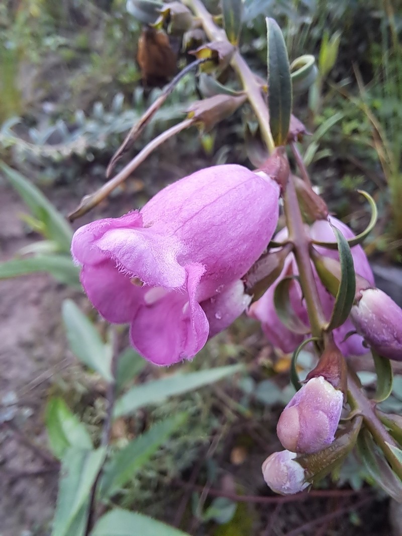 Agalinis fiebrigii photo 6