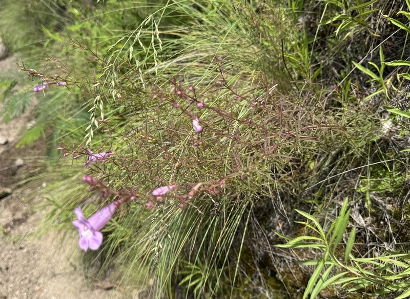 Agalinis fiebrigii photo 7