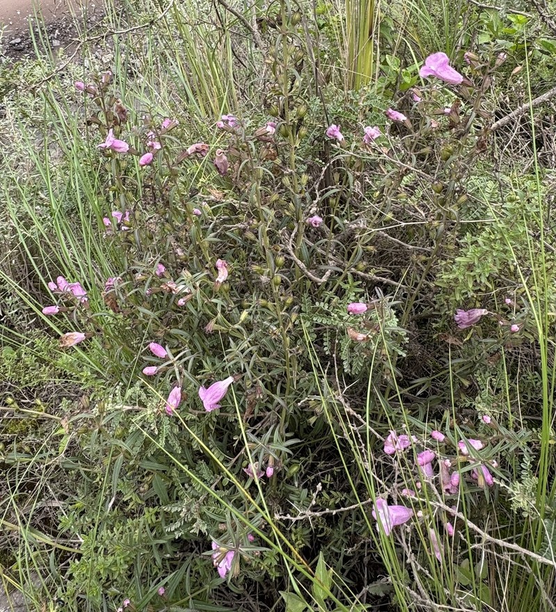 Agalinis fiebrigii photo 8