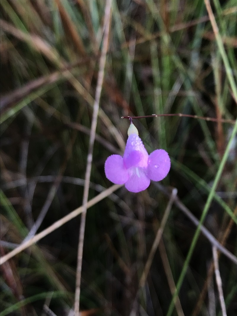 Jackson False Foxglove