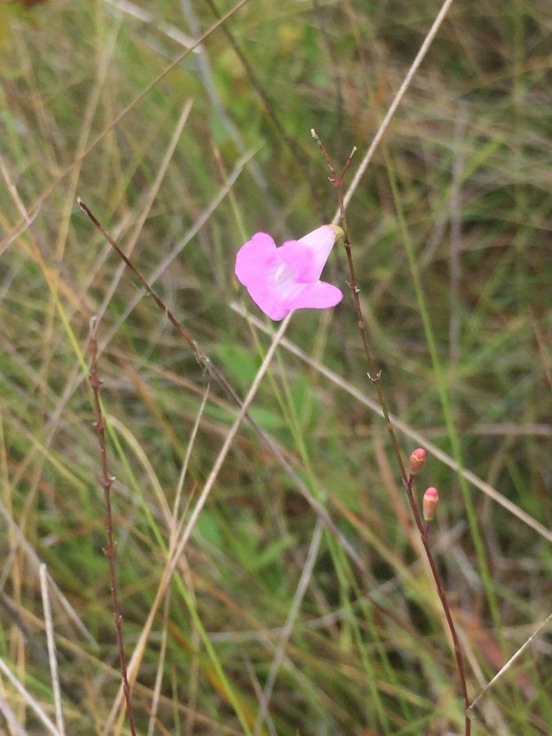 Jackson False Foxglove photo 2