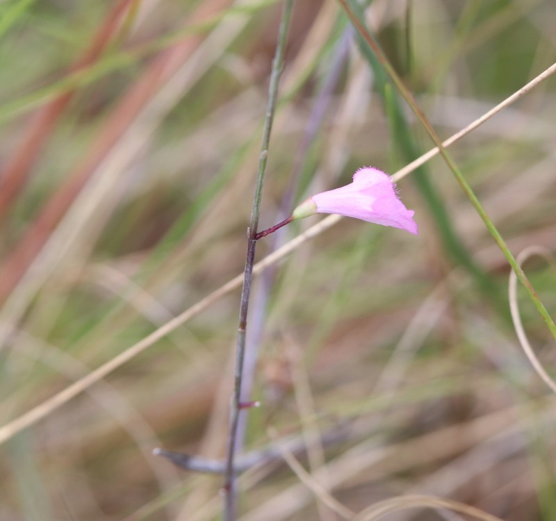 Jackson False Foxglove photo 3